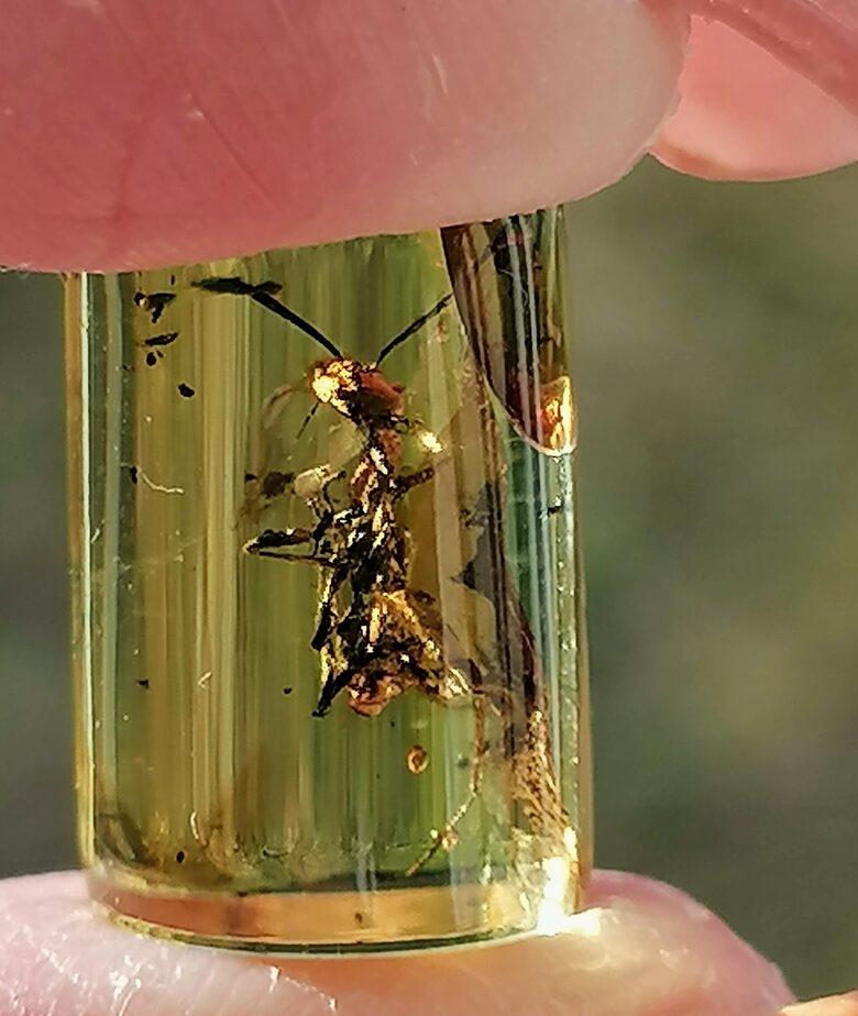 Cylindrical Baltic Amber with Inclusion – For Jewelry